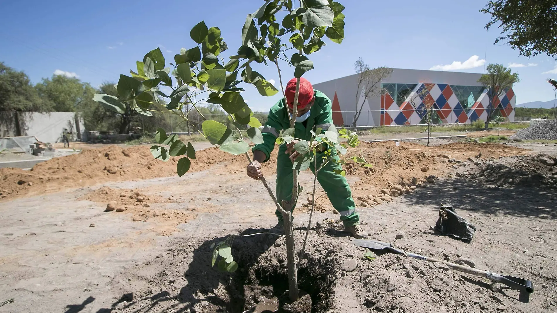 Fueron plantados